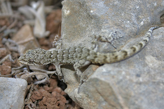 Herpetofauna of Europe : symi - greece (october 2007)