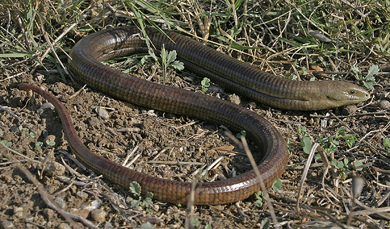 Glass Lizard ( Pseudopus apodus )
