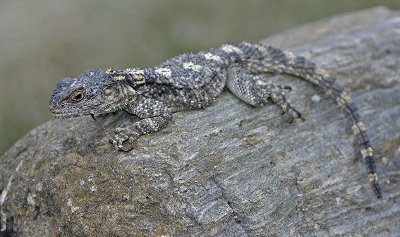 Starred Agama ( Laudakia stellio )