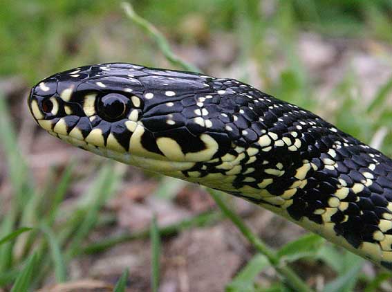 Il serpente tuttofare, Running Snake in Italian