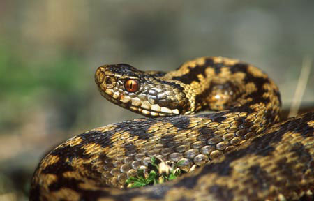 adder