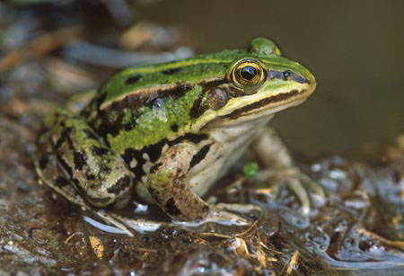 Pionier middag Previs site Groene kikker complex | Hyla